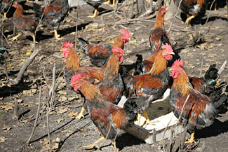 �ִ�ѭ��ũҵ�����޴��ѱ�ЧӦ��ͼ��7��