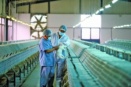 科技特派员力荐兔肉产业农户养200只种兔赚近20万 科技特派员力荐兔肉产业农户养200只种兔赚近20万