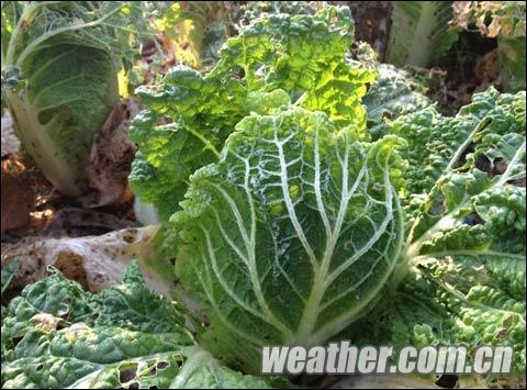 兰州皋兰气温首次降至零下 局地现霜冻