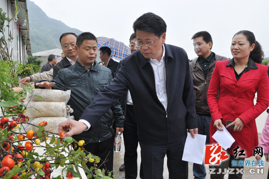 实地考察武陵源区协合乡千亩蔬菜标准示范园