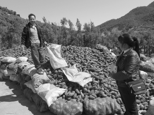 巧家华山松松果产值5000万元