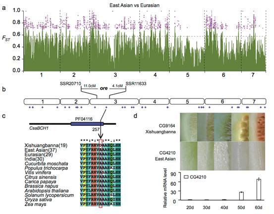黄瓜全基因组遗传变异图谱构建完成