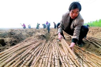 菏泽佃户屯 有机种植让村民尝到甜头