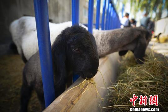 一只小刀郎羊跟随母羊在吃饲草,即使这样的小羊也价值不菲