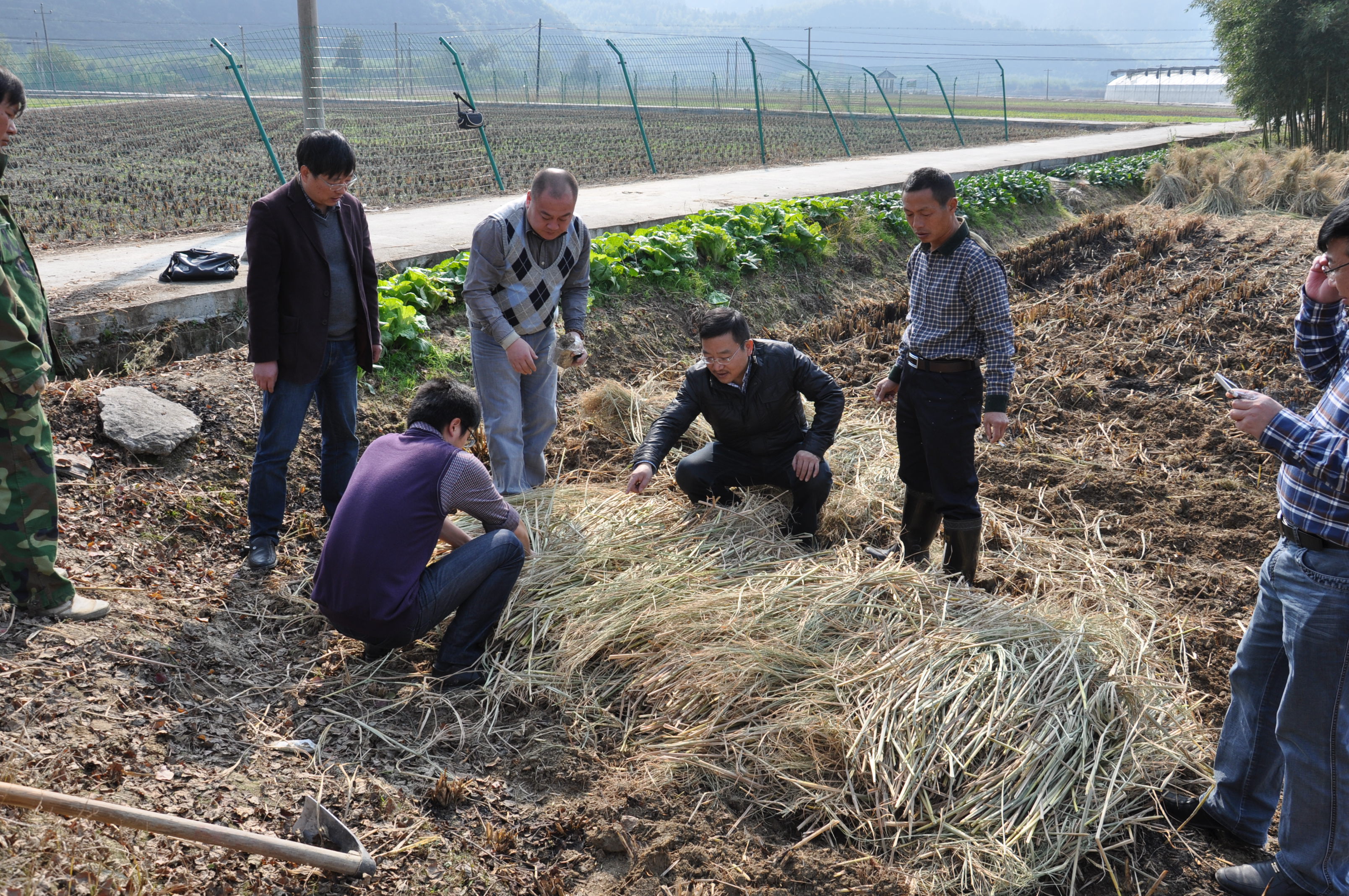 浙江临安市农业局开发冬闲田秸杆栽培食用菌增收新途径