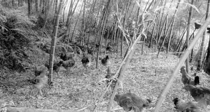 Сɫȫش·չִũҵӰ3