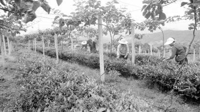 Сɫȫش·չִũҵӰ