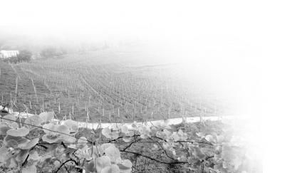 Сɫȫش·չִũҵӰ2