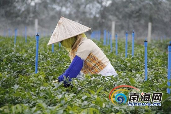 白沙扶持农户发展南药产业 户均年增收3万元以上