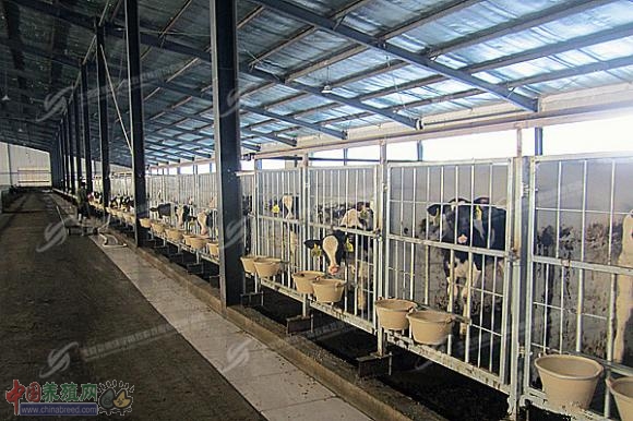 高寒地区的绿色牧场 奶业版图的新晋明星(图:3)