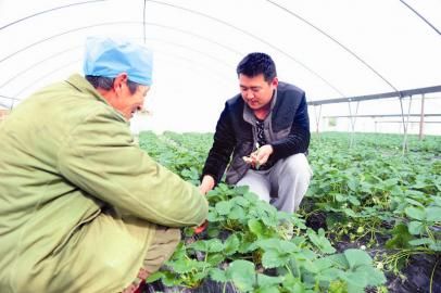 万初野(右)指导农民管理草莓 三次天灾打不垮 东北“90后”邻水种草莓
