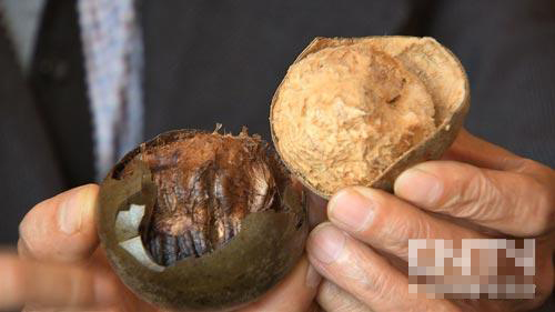 广西永福县:村支书范天环的罗汉果之路(致富经)(图:12)