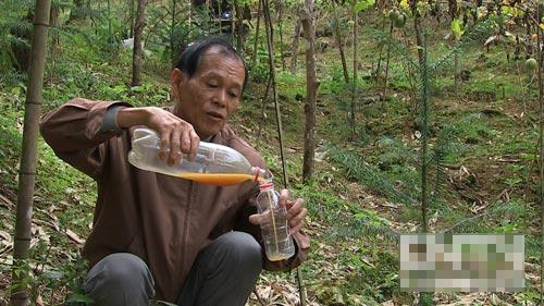 广西永福县:村支书范天环的罗汉果之路(致富经)(图:8)