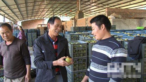 广西永福县:村支书范天环的罗汉果之路(致富经)(图:7)