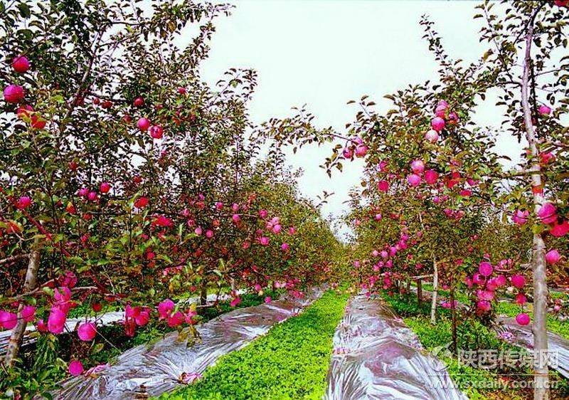 陕西果业进入由大转强历史节点