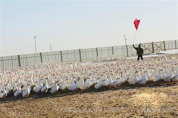 泰康养鹅一条龙 千万产值确不同