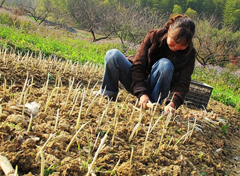 浙江青田县:水稻轮作藏红花 四季良田财可发