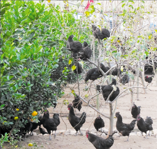 喜欢在果树枝丫上栖息的天台山黑鸡。 浙江天台山黑鸡“飞”上百姓餐桌