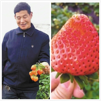 浙江最甜草莓 欧洲血统栽培