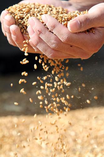 中央一号文件:以改革推进农业现代化