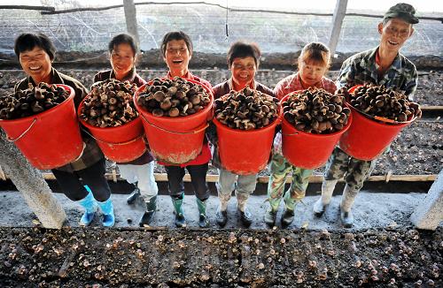 这是2013年10月4日,浙江省临安市岛石镇食用菌专业合作社的工人展示采摘的香菇。2014年中央一号文件指出,鼓励发展专业合作、股份合作等多种形式的农民合作社,引导规范运行,着力加强能力建设。