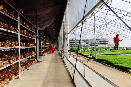 这是2014年1月15日,在山东省即墨市普东华盛太阳能农庄光伏阴阳型温室,农民杨静在左侧的“阴棚”管理种植的香菇,农民王学俭在右侧的“阳棚”为无土栽培的有机芽苗浇水,这种温室上方安置的太阳能电池板为大棚提供照明、温控所需的电力,南面向阳的温室种植有机蔬菜,北面偏阴的温室种植有机食用菌,提高了传统日光温室的土地利用率,降低了温室建设造价。2014年中央一号文件指出,加大农业科技创新平台基地建设和技术集成推广力度,推动发展国家农业科技园区协同创新战略联盟,支持现代农业产业技术体系建设。