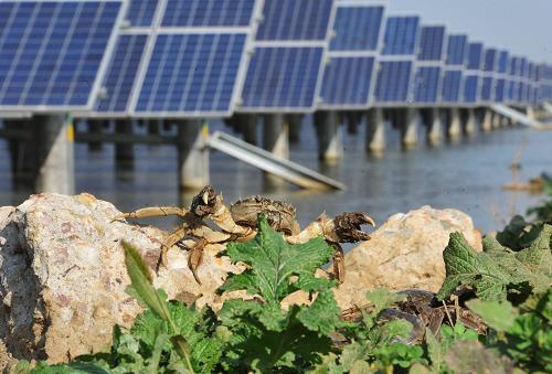 这是2013年10月24日,一只螃蟹在江苏省盐城市建湖县境内的“渔光互补”光伏发电站内爬行,这种光伏发电站的光伏组件架设在水面上方,下面的水体用于水产养殖,提高了水面资源利用效率。2014年中央一号文件指出,促进生态友好型农业发展。
