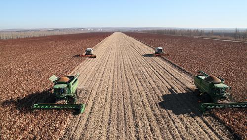 这是2013年10月29日,大马力收割机在黑龙江垦区荣军农场集中收获红高梁。2014年中央一号文件指出,加快发展现代种业和农业机械化。