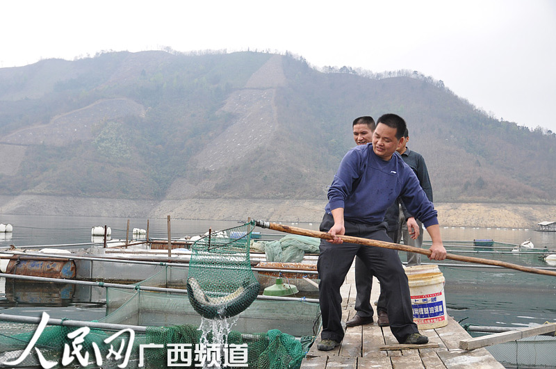 王永战喜滋滋地从网箱里捞出几条大鱼