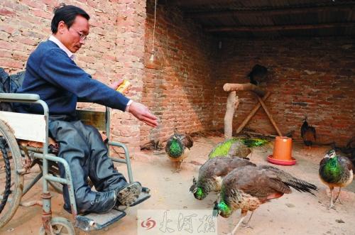 长垣男子双腿残疾坚持养蓝孔雀 欲办大型观光园