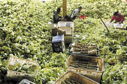 昆明逾七成蔬菜供北方市场