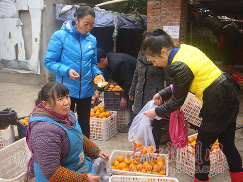 四川双才镇十字村:果农姚太明的销售新理念