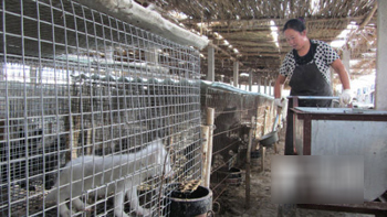新疆兵团二十四团养狐狸 多元增收靠毛皮