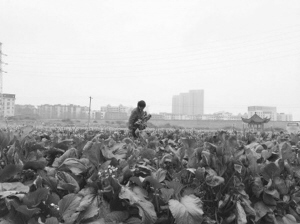 ΪһũƷ 人15Ԫ۵ֲֻ