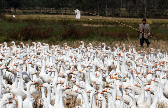 事业单位是农村养老标准66倍 农户称少到就像多养只鹅