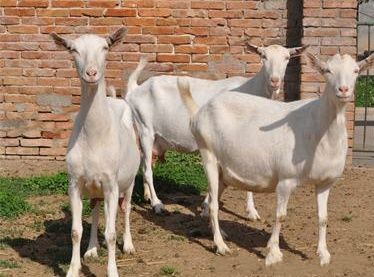 陕西:王喜云转行养羊的致富梦