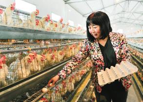 陕西强家坡村:肖养红要让村民马上富起来