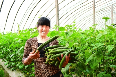 山西省曲沃县:绿色大棚演绎农民致富曲