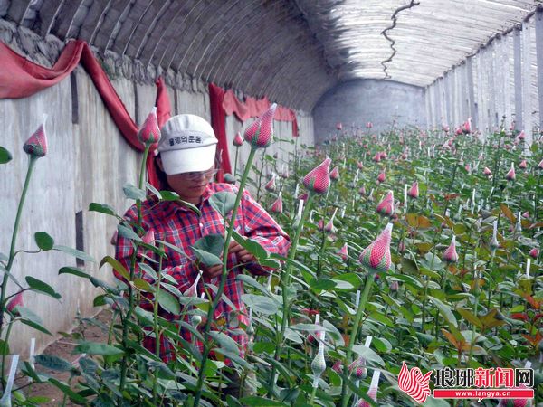 ˽õ幩Ӧ ɽֲһ췢5000֦