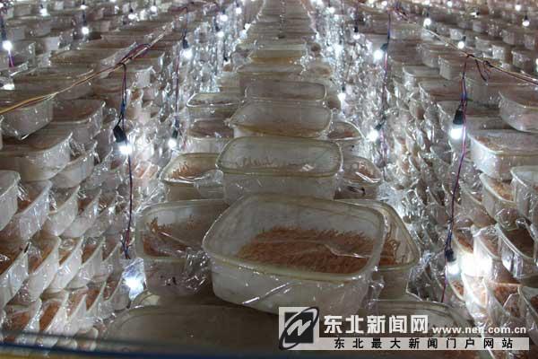 ÁÉÄþ¸§Ë³ÇåÔÏØÅ©ÃñÖ£ÓѺéÖÖÖ²±±³æ²Ýϲ»ñ³É¹¦6