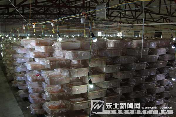 ÁÉÄþ¸§Ë³ÇåÔÏØÅ©ÃñÖ£ÓѺéÖÖÖ²±±³æ²Ýϲ»ñ³É¹¦5