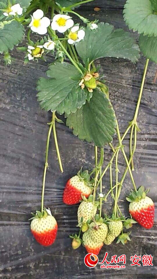 °²»Õ³¤·áÏØ£ºÐ¡Ð¡²ÝÝ®£¬´øÀ´ºìºì»ð»ðºÃÈÕ×Ó2