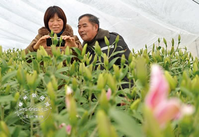 “兄妹鲜花”任云斐打造绍兴最大百合基地