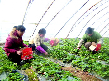 山东双泉庄村:“曹同学”变身“草莓哥”