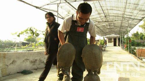 广西玉林:赔光家产后靠甲鱼翻身(致富经)2