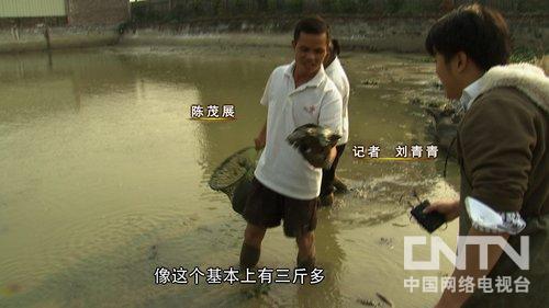 广西玉林:赔光家产后靠甲鱼翻身(致富经)