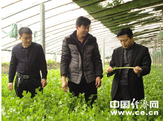 张清新:蔬菜大棚成农民致富法宝