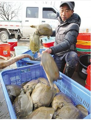 江苏徐州新沂农民养殖野生甲鱼 1个春节赚100万