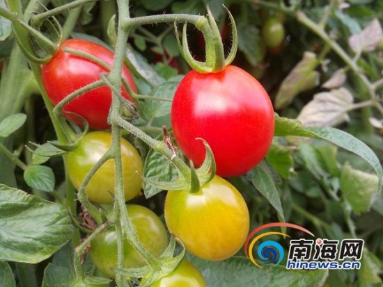 ����һ���ؿ�ʼ�����̨��ǧ��ʥŮ����