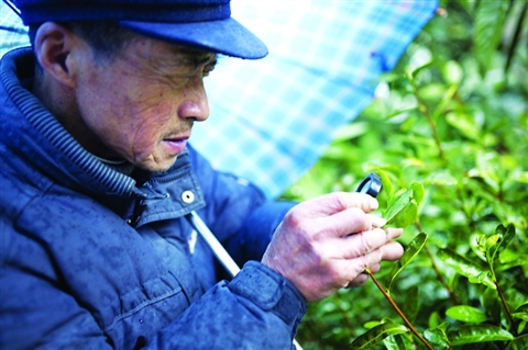 吴中:洞庭碧螺春的“守护人”